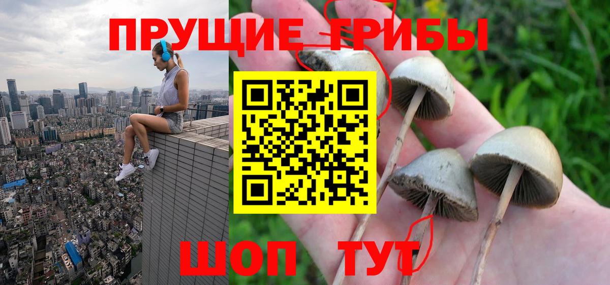 Псилоцибиновые грибы GOLDEN TEACHER  хочу   Псилоцибиновые грибы MAGIC MUSHROOMS  Сосновоборск  Вход с VPN 